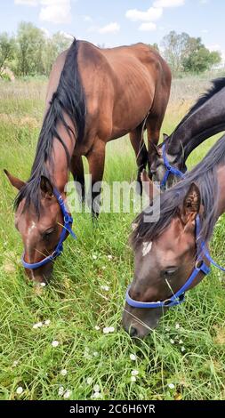 Chevaux bruns paître un jour d'été sur un pré vert dans la campagne. Banque D'Images