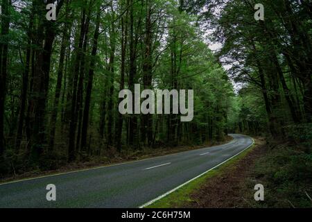 Open Highway Road à l'avenir, pas de voitures, auto sur route asphaltée à travers la forêt verte, arbres, pins, spruces. Banque D'Images