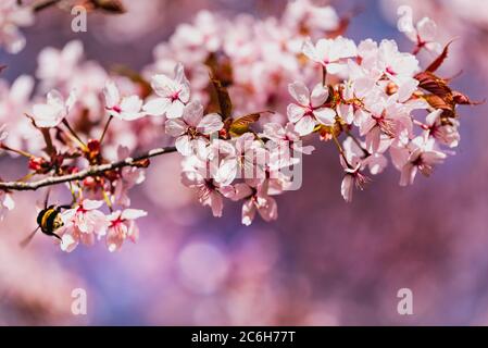 Un bourdon (pollinisateur) se dresse sur des cerisiers en fleurs roses. L'abeille bumble est en train de siphr le nectar des fleurs Sakura qui répandent le pollen, pollinisant les fleurs Banque D'Images