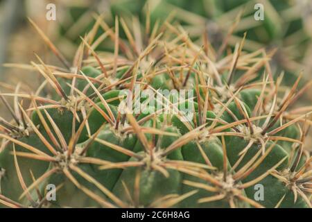gros plan du cactus avec de longues aiguilles de sgarp Banque D'Images