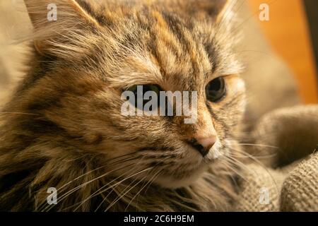 Portrait d'un chat tabby gros plan. Un animal de compagnie est un favori de la famille Banque D'Images