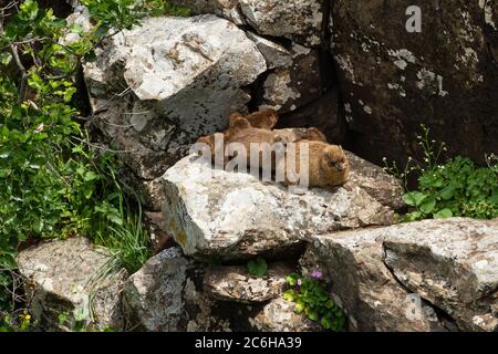 Une famille de Rock Hyrax (Procavia capensis). Photographié en Israël Banque D'Images