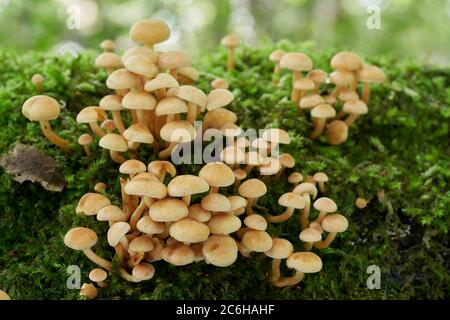 Champignon toxique Hypholoma fascicuculare dans la forêt de bouleau. Connu sous le nom de tuft de soufre, tuft de soufre ou mélomane en grappes. Groupe de champignons sauvages. Banque D'Images