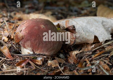 Champignon comestible Boletus pinophilus dans la forêt de hêtre. Connu sous le nom de bolete de pin ou de pin de roi. Champignon unique en forme de bole, état naturel. Banque D'Images