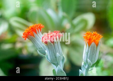 Gros plan d'une fleur Kleinia fulgens noms communs incluent Scarlet Kleinia, Coral Senecio (dans le passé était Senecio fulgens) est une espèce de l'ge Banque D'Images