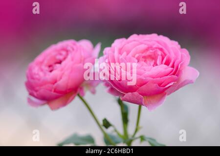 Célébration du Jubilé de la rose. Jubilé célébration roses dans le jardin Banque D'Images