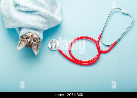 Examen vétérinaire de chaton. Chat gris rayé et stéthoscope sur fond bleu. Contrôle animal chaton, vaccination en clinique vétérinaire Banque D'Images