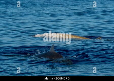 La baleine à bec d'oie Ziphius cavirostris dauphin blanc ultra rare Banque D'Images