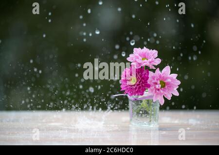 Fleurs de chrysanthème rose sous la pluie, foyer sélectif et fond vert naturel Banque D'Images