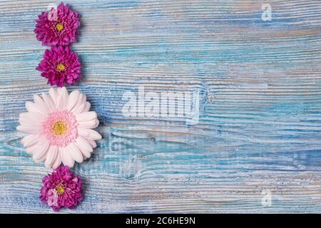 Cadre en gerbera rose et violet et fleurs de Marguerite sur fond de bois bleu Banque D'Images