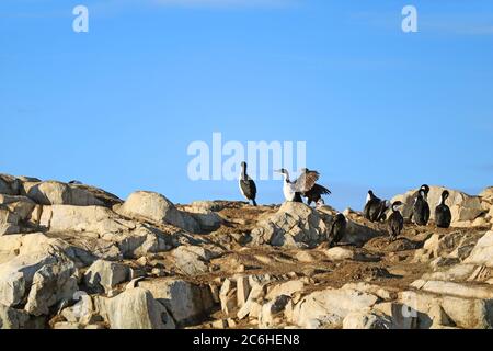 Comportement de séchage des ailes des oiseaux cormorants, Rocky Island, dans le chenal Beagle, Ushuaia, Tierra del Fuego, Argentine Banque D'Images