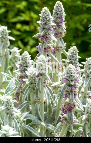 Stachys Silver Carpet Spikes en fleurs Banque D'Images