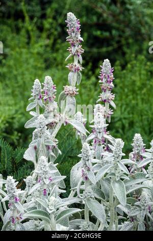 Stachys Silver Carpet - oreilles d'agneau Banque D'Images