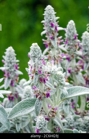 Motif de fleurs violettes argenté Stachys Banque D'Images