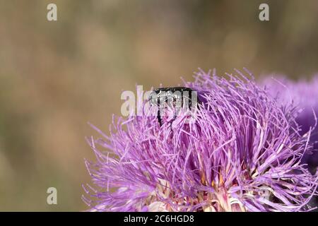 Photo du coléoptère méditerranéen des frottements sur la fleur. Banque D'Images