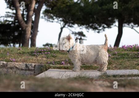 Petit chien maltais blanc debout sur un chemin regardant curieusement au loin. Il est fort et heureux vu de côté dans un parc Banque D'Images