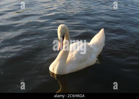 Un cygne muet pour adulte avec sa tête abaissée Banque D'Images