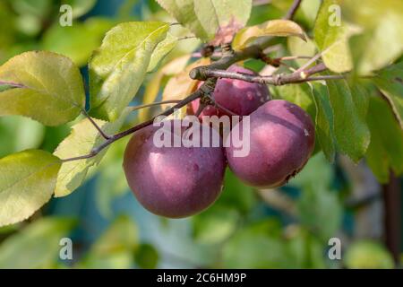 Apfel Malus domestica Redlove® Era, Apple Malus domestica Redlove® Era Banque D'Images