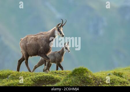 Maman chamois avec bébé marchant sur la prairie de montagne, Rupicapra rupicapra, Slovaquie Banque D'Images