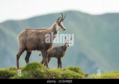 Maman chamois avec bébé marchant sur la prairie de montagne, Rupicapra rupicapra, Slovaquie Banque D'Images