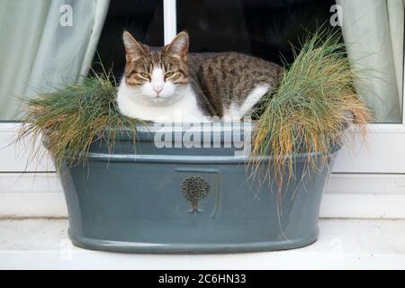 Jeune femelle chat assis snoozing, dormir, et écraser les plantes dans la boîte de fenêtre sur le seuil de la fenêtre. Le boîtier de la fenêtre est résistant au gel mais pas au chat. Angleterre Royaume-Uni (116) Banque D'Images