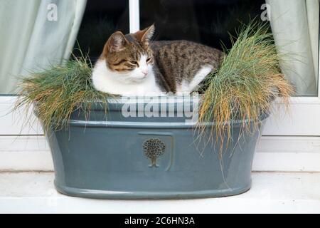 Jeune femelle chat assis snoozing, dormir, et écraser les plantes dans la boîte de fenêtre sur le seuil de la fenêtre. Le boîtier de la fenêtre est résistant au gel mais pas au chat. Angleterre Royaume-Uni (116) Banque D'Images