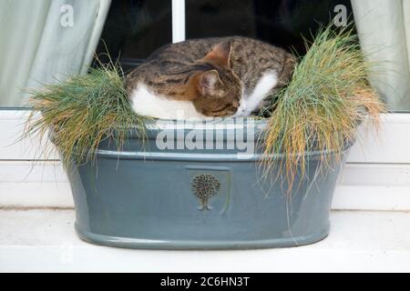 Jeune femelle chat assis snoozing, dormir, et écraser les plantes dans la boîte de fenêtre sur le seuil de la fenêtre. Le boîtier de la fenêtre est résistant au gel mais pas au chat. Angleterre Royaume-Uni (116) Banque D'Images