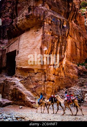 Chameaux dans l'ancienne ville nabatéenne de Petra, en Jordanie Banque D'Images
