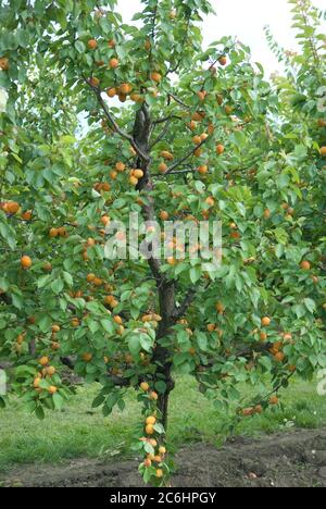 Aprikosen Prunus armeniaca Goldrich, Apricot Prunus armeniaca Gold Rich Banque D'Images