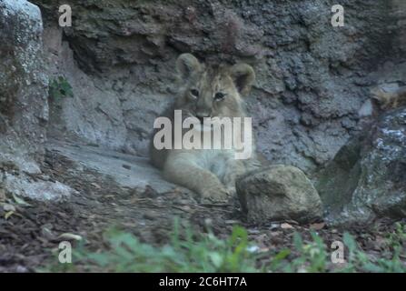 Rome, Présentation à la presse de deux oursons de lion asiatiques, animaux les plus exposés à l'extinction, nés le 29 avril au Biopark de Rome en photo : Banque D'Images