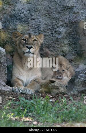 Rome, Présentation à la presse de deux oursons de lion asiatiques, animaux les plus exposés à l'extinction, nés le 29 avril au Biopark de Rome en photo : Banque D'Images