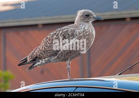 Mouette juvénile debout sur le toit d'une voiture Banque D'Images