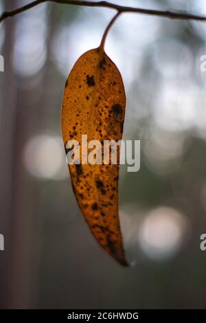 Feuille d'eucalyptus dans la culture des branches au Portugal pour le papier fournitures de l'industrie Banque D'Images