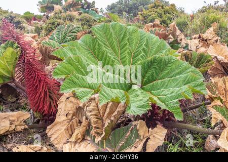 Gunnera plantes dans les montagnes du Costa Rica Banque D'Images