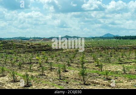 Plantation de jeunes palmiers à huile (Elaeis guineensis) dans les zones de forêt vierge, Sabah, Bornéo, Malaisie Banque D'Images