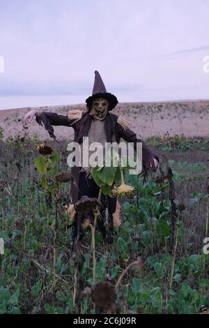 Concept de fête d'Halloween. Silhouette effrayante d'arnaque dans un champ de tournesols secs sur un fond de ciel sombre de soirée.vacances d'automne Banque D'Images