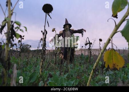 Fête d'Halloween. Silhouette effrayante d'arnaque dans un champ de tournesols secs sur un fond ciel sombre de soirée.symbole de vacances d'automne Banque D'Images