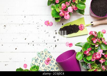 Jardin avec péages et fleurs sur table en bois blanc. Le printemps dans le concept de jardin. Vue de dessus, placer pour le texte. Banque D'Images