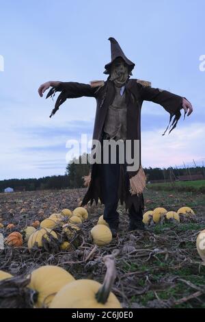 Halloween Celebration. silhouette de carecrow sur le terrain avec des citrouilles blanches sur fond de ciel sombre en soirée. Vacances d'automne Banque D'Images