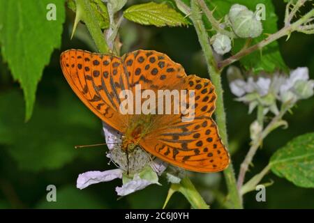 Papillon fritillaire lavé à l'argent, dans un Northants Wood, au Royaume-Uni, se déplace régulièrement vers le nord en raison du réchauffement de la planète Banque D'Images