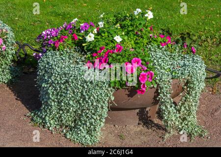 Pot de fleurs décoratif avec pétunias, à la fin de l'été Banque D'Images