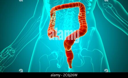 Gros intestin 3D Illustration système digestif humain Anatomie pour concept médical Banque D'Images