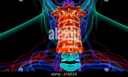 Squelette humain colonne vertébrale vertèbre cervicale Anatomie Banque D'Images