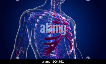 Anatomie du squelette humain cartilage de type Costal 3D Rendering for Medical concept Banque D'Images