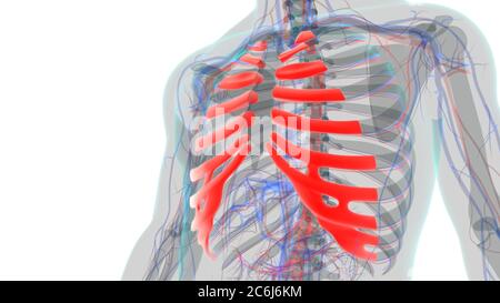 Anatomie du squelette humain cartilage de type Costal 3D Rendering for Medical concept Banque D'Images