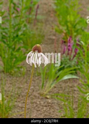 fleurs de cygne blanc dans le jardin, gros plan, foyer sélectif - échinacée purpurea Banque D'Images