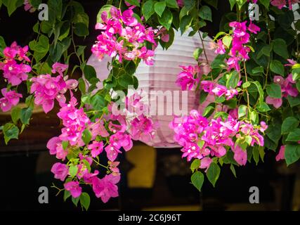 Bougainvilliers rose vif accrochés à la lanterne blanche au Vietnam Banque D'Images