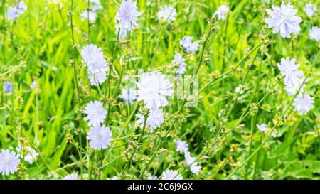 vue panoramique sur la chicorée avec fleurs bleues sur un pré vert le jour ensoleillé de l'été (accent sur la fleur centrale au premier plan) Banque D'Images