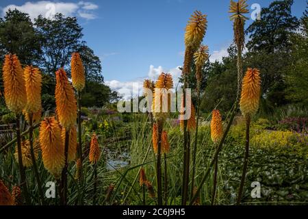 RHS Wisley Garden, Surrey, Royaume-Uni. 10 juillet 2020. UK Kniphofia ou « Red Hot Pokers » car ils sont connus pour briller tandis que le soleil revient à temps pour que les visiteurs puissent apprécier à nouveau l'exposition de fleurs d'été sur le terrain à RHS Wisley Garden, Surrey, Royaume-Uni crédit: Jeff Gilbert/Alay Live News Banque D'Images