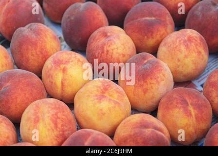 Pfirsiche Prunus persica Red Haven, Peaches Prunus persica Red Haven Banque D'Images